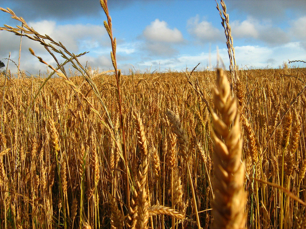 campo-de-trigo