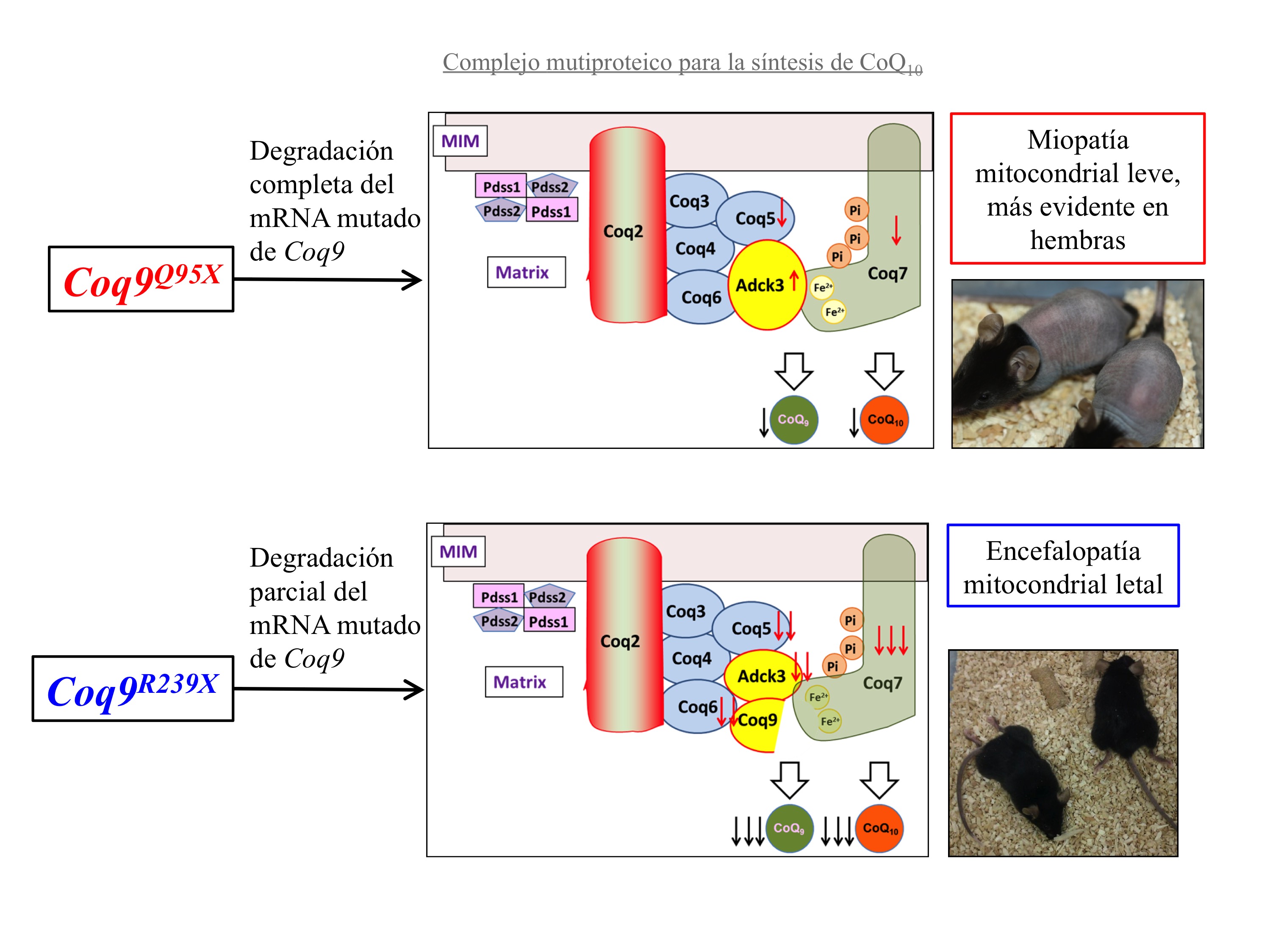 Figura 1