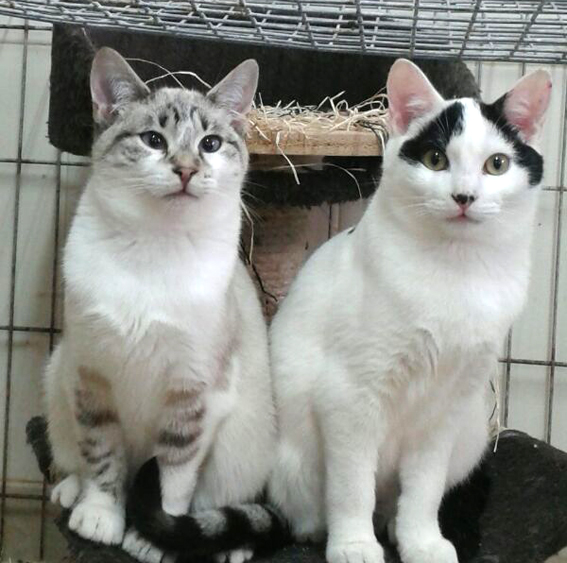 amigosanimales2