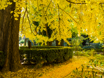 jbotanico