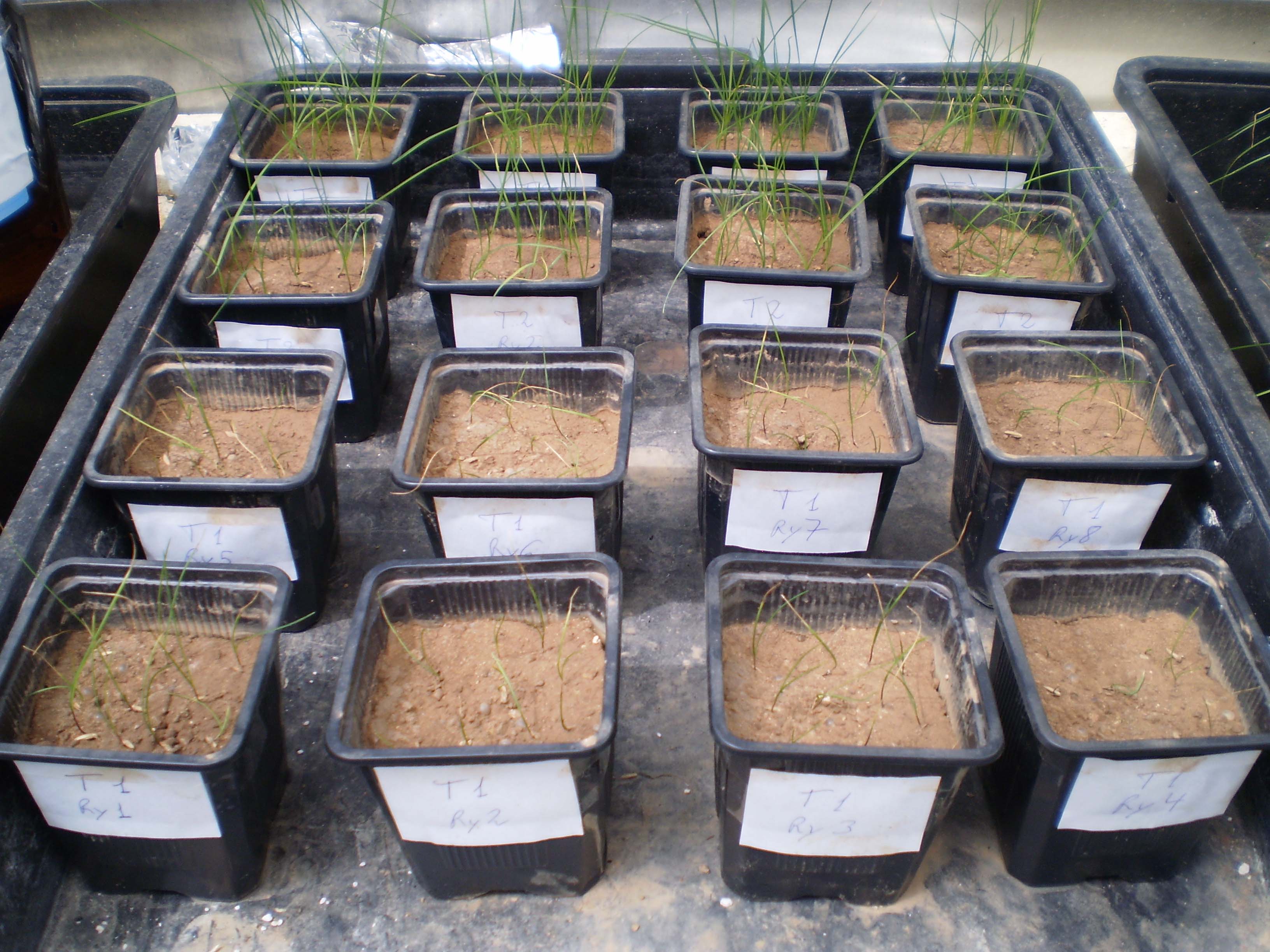 raygrass02