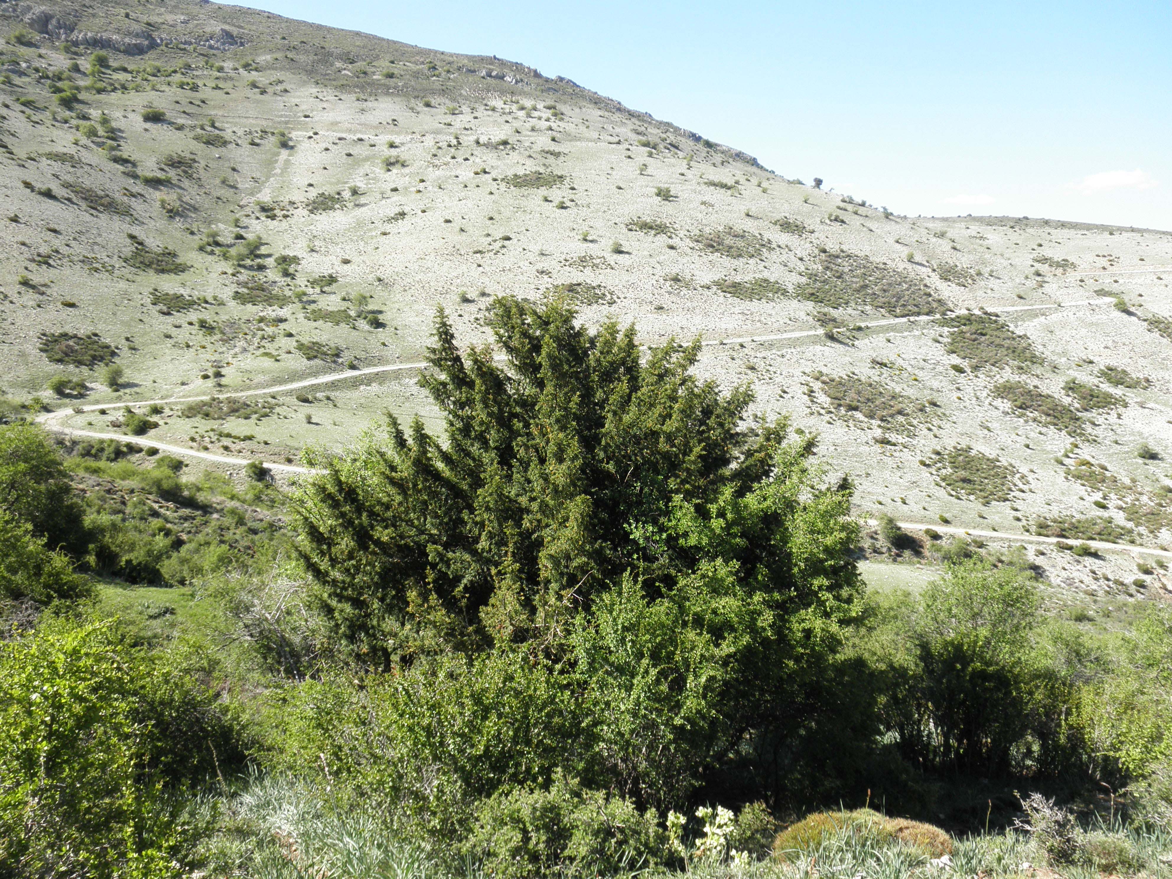 sierraarana01